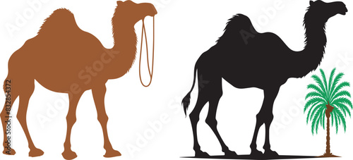 Camel Silhouette on White Background 