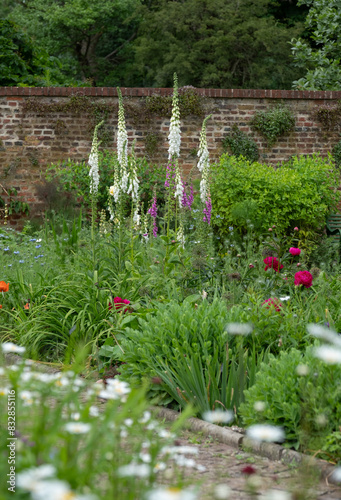 Canvas-taulu Foxgloves growing in Eastcote House Gardens, historic walled garden in Hillingdon, north west London, UK