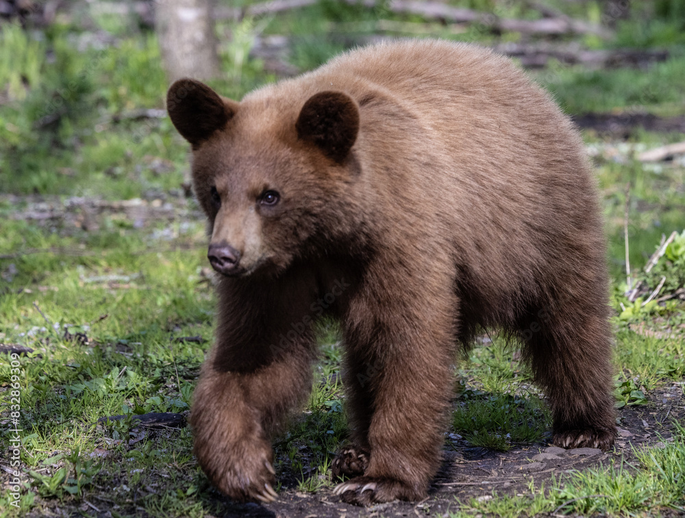 Fototapeta premium brown bear cub