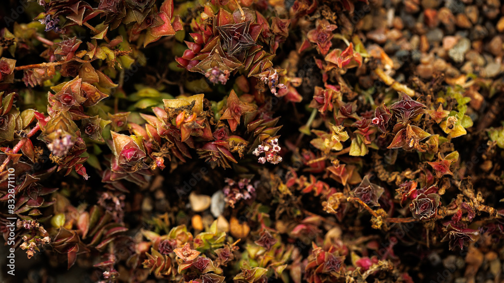 A close up of a plant with numerous leaves and many flowers