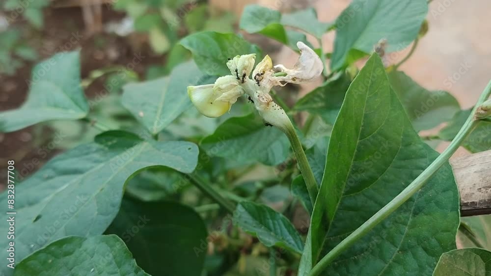 Fresh long beans plant Fresh long beans plant