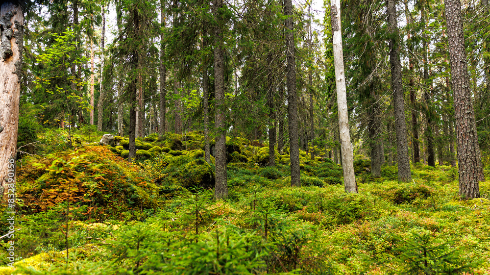 Forest ecosystem with trees, shrubs, diverse flora and vegetation Forest ecosystem with trees, shrubs, diverse flora and vegetation