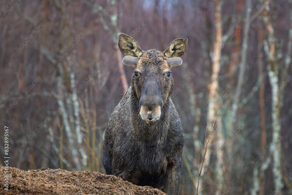 Large moose bull looking straight into camera, new antlers, close up, high detail, early morning, eye level Large moose bull looking straight into camera, new antlers, close up, high detail, early morning, eye level