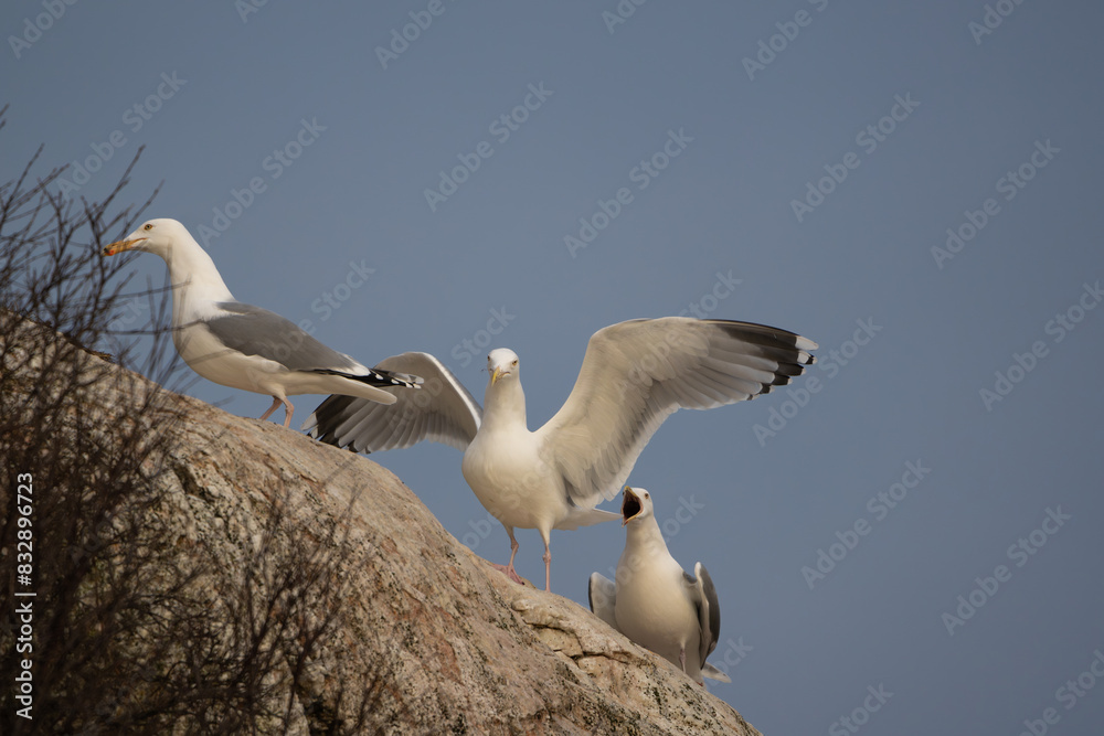 European Herring Gulls at cliff face posing for camera, one shrieking and one with its wings up European Herring Gulls at cliff face posing for camera, one shrieking and one with its wings up