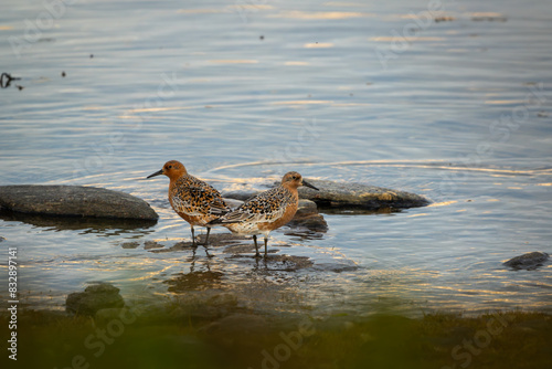 Two Red Knot standing by the waters edge looking in opposite directions, closeup