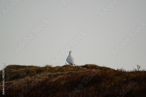 Willow Ptarmigan in winter plumage on top of hill, looking out over the horizon photo