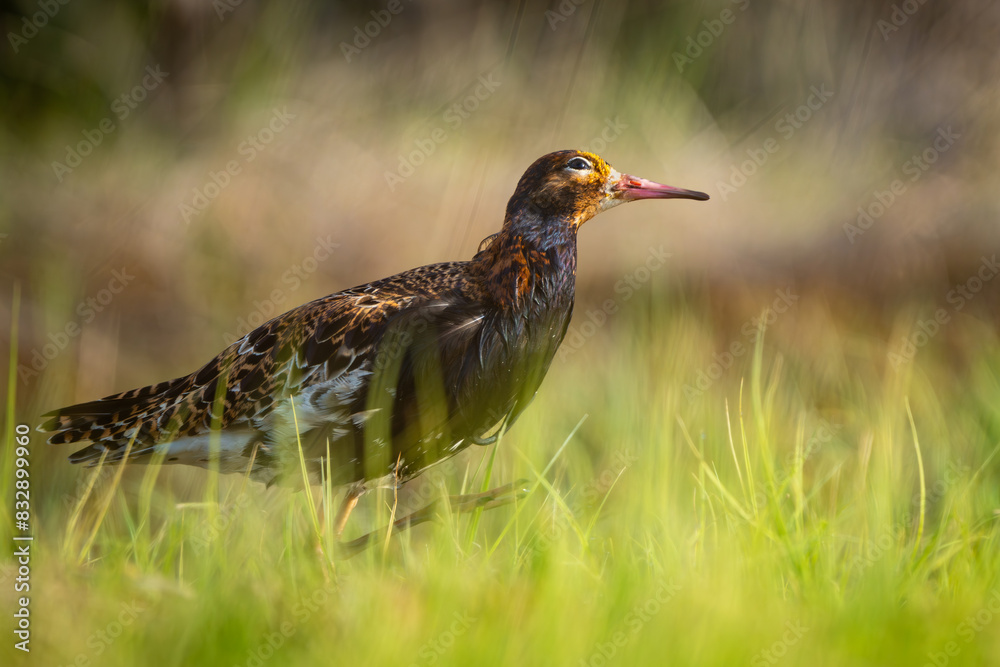Fototapeta premium A Ruff (Calidris pugnax) walking in marsh, looking upwards and smiling