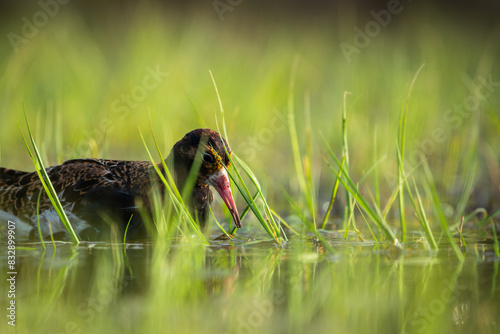 A Ruff (Calidris pugnax) high detail closeup, looking into the water for food photo