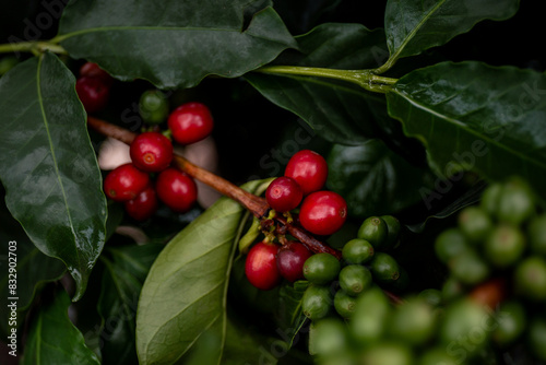 Wallpaper Mural PLANTA DE CAFÉ DE COLOMBIA CON FRUTOS ROJOS Y VERDES Torontodigital.ca