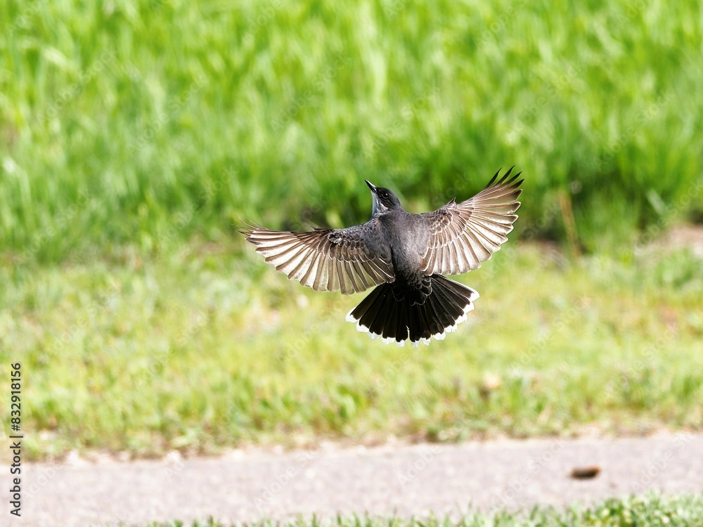 Obraz premium Brown and black bird in flight near a lush green meadow