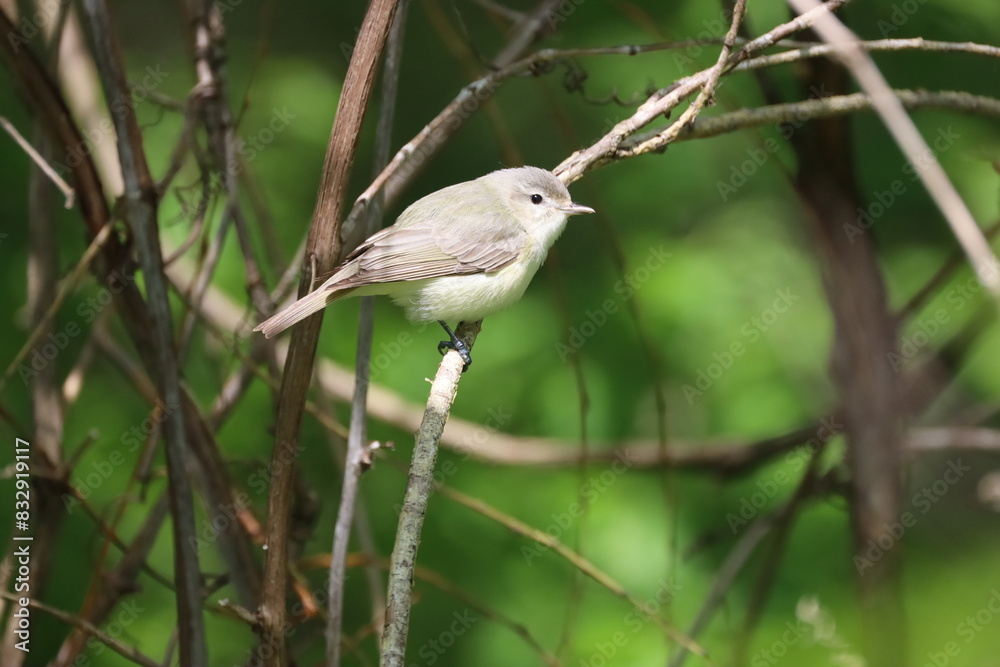 An image of a Warbling Vireo perched amongst the branches with a green background.