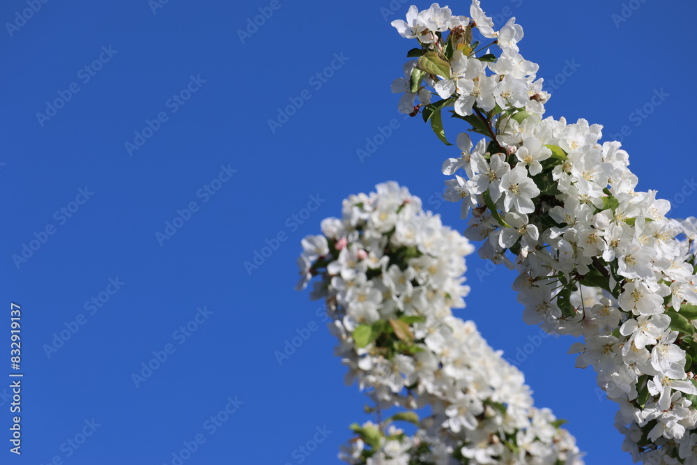 Blossoms blooming on a tree against a clear blue sky Blossoms blooming on a tree against a clear blue sky