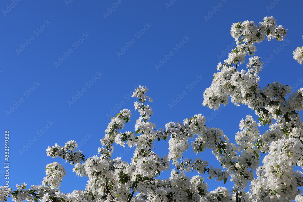 Paradise Apple Tree in full bloom. Extreme nice background photo from Stockholm Sweden Paradise Apple Tree in full bloom. Extreme nice background photo from Stockholm Sweden