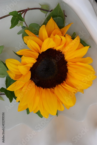 Beautiful photo of Sunflower without a stem floating in a beautiful bowl of water. photo