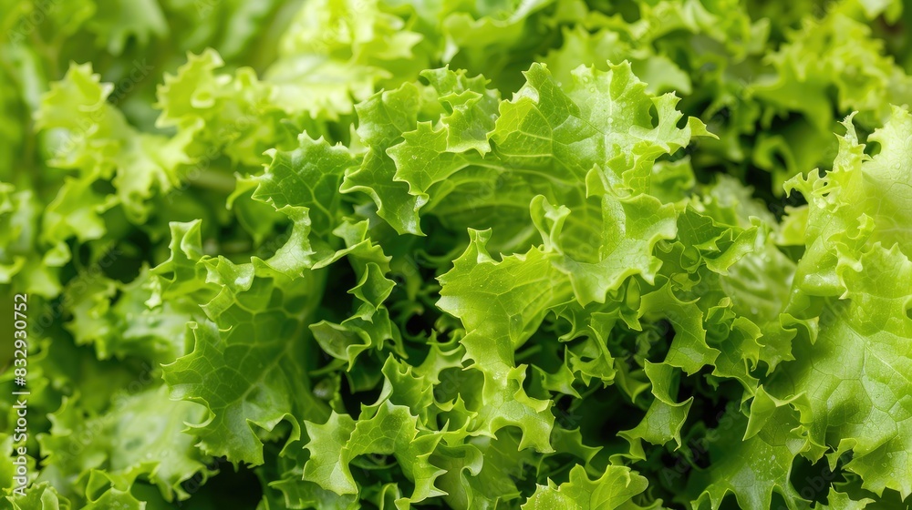Close up of crisp lettuce leaves Close up of crisp lettuce leaves