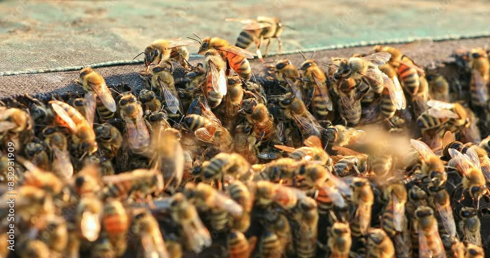Close up of bees on hive honeycomb. bees gather on beehive. Close up of bees on hive honeycomb. bees gather on beehive.