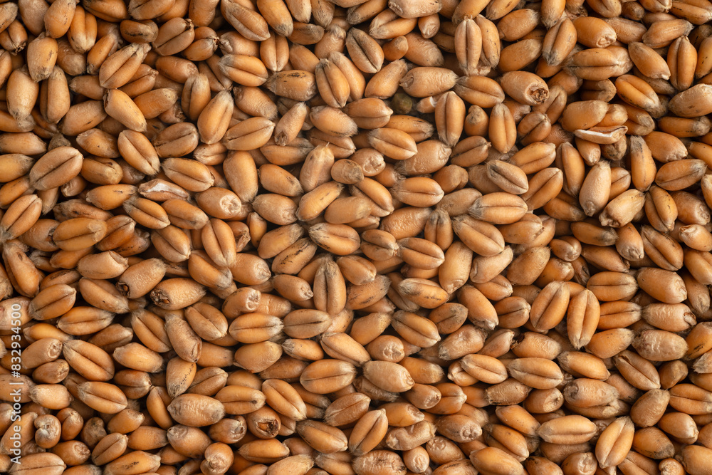Close-Up of Wheat Grains - High-Quality Macro Image Close-Up of Wheat Grains - High-Quality Macro Image