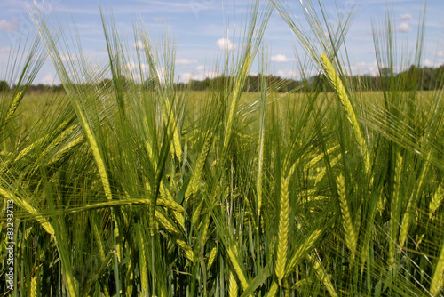 Gräser, Felder, wilde Blüten: Ähren (nachbearbeitet)