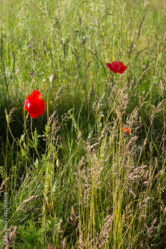 gräser, felder, wilde blüten: mohn, klatschmohn