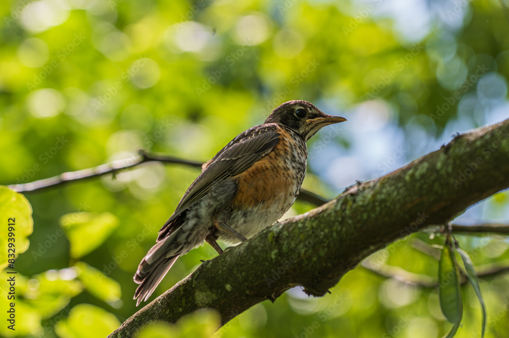 Closeup of a common grackle and its iridescent feathers. Closeup of a common grackle and its iridescent feathers.