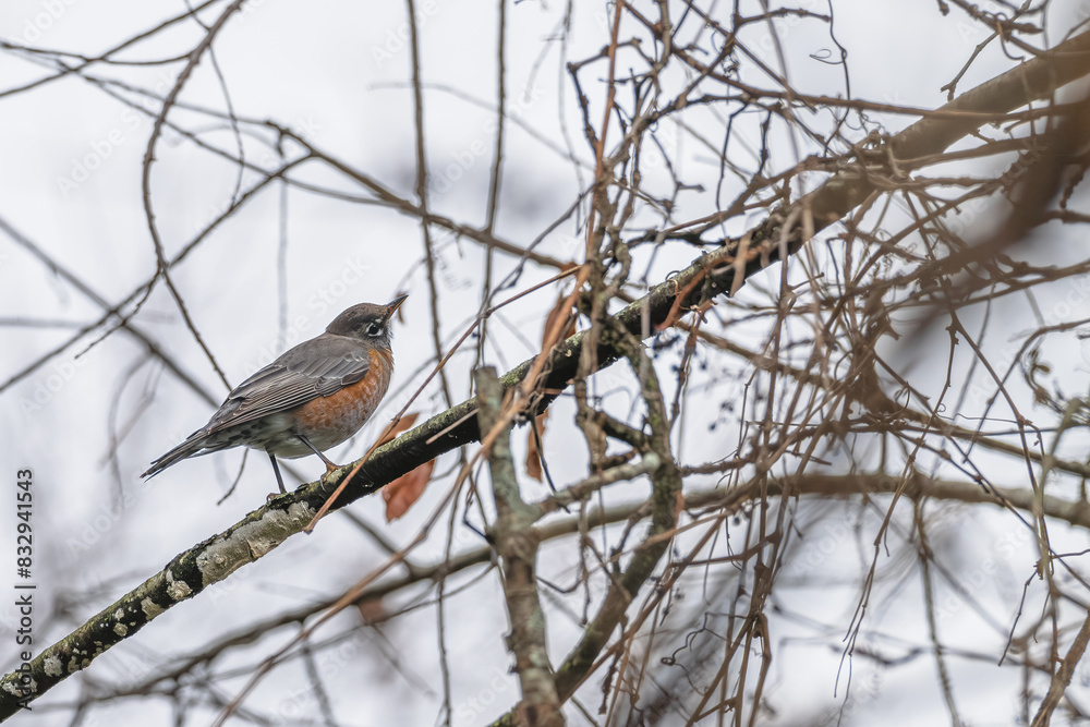 Closeup of an American robin. Closeup of an American robin.