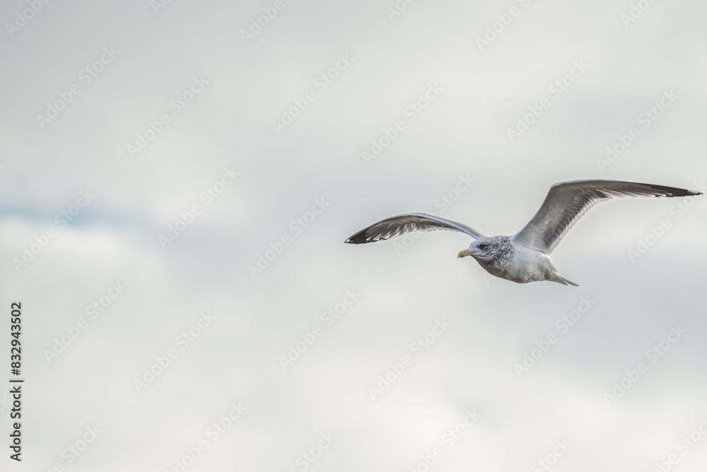 Closeup of a ring-billed gull in flight. Closeup of a ring-billed gull in flight.