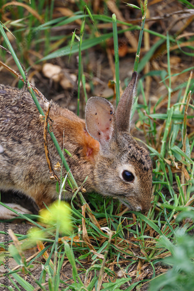 Fototapeta premium Rabbit