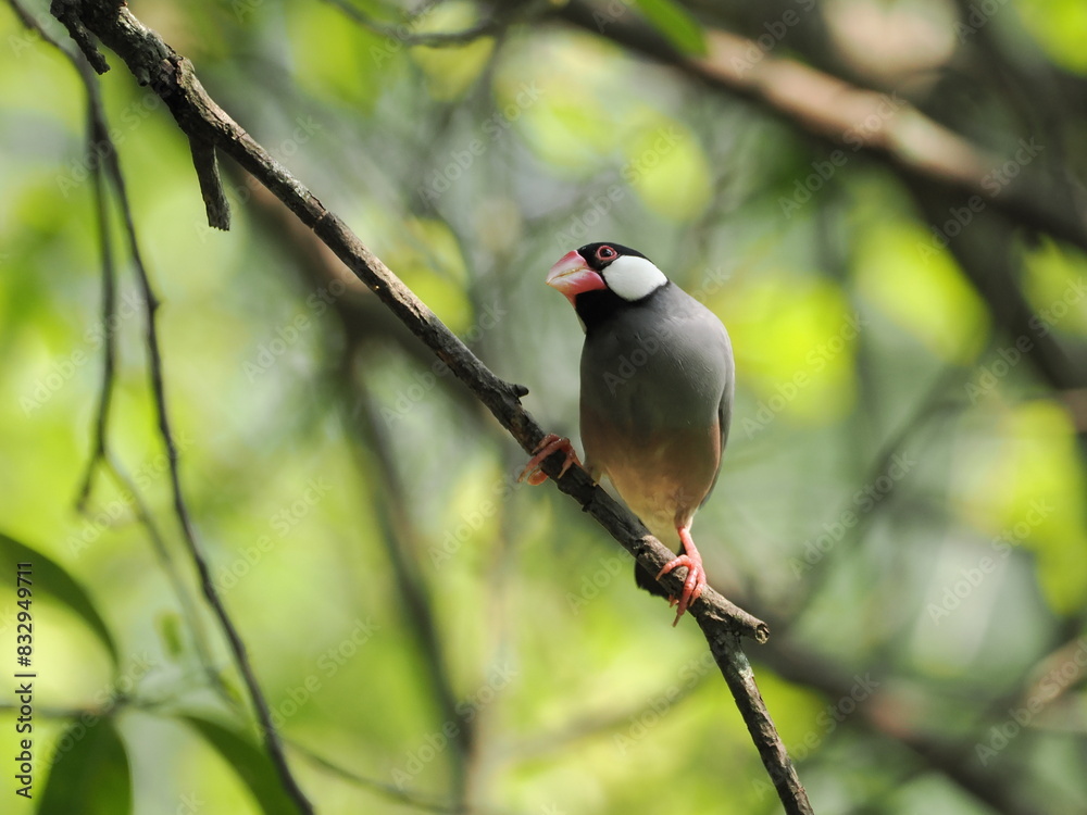 Fototapeta premium red headed woodpecker on branch
