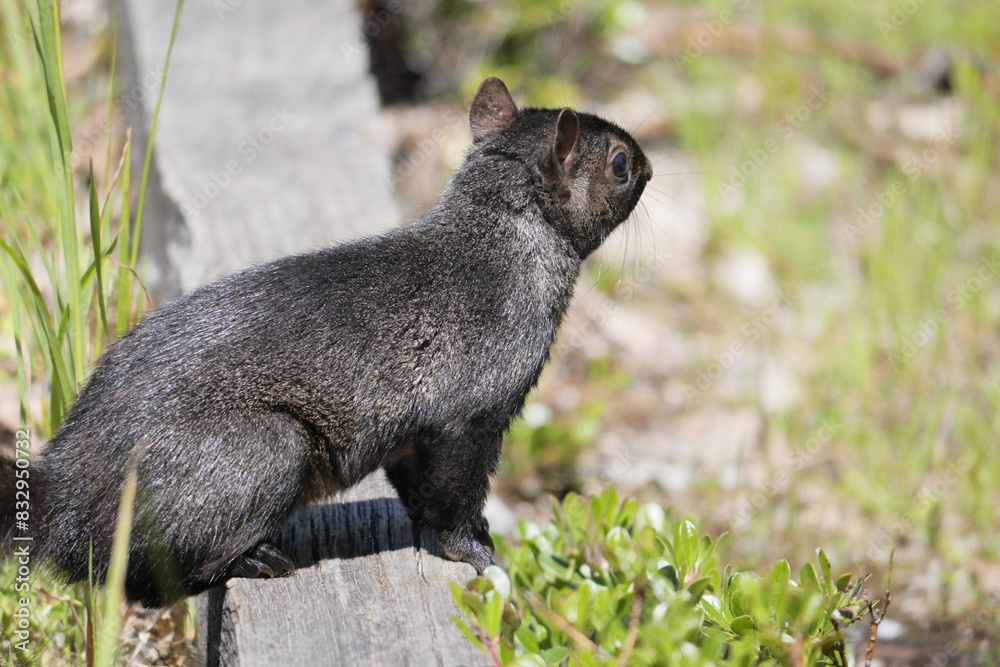 Naklejka premium Eastern gray squirrel at Maplewood Mudflats Wild Bird Trust in North Vancouver, British Columbia, Canada