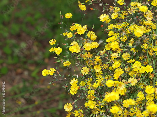 ヤブタビラコの花の生態写真 photo