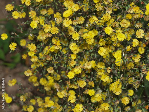 ヤブタビラコの花の生態写真 photo