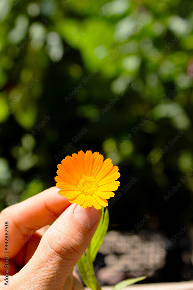 A man's hand holds an orange flower, against a background of plants and under the rays of the sun A man's hand holds an orange flower, against a background of plants and under the rays of the sun
