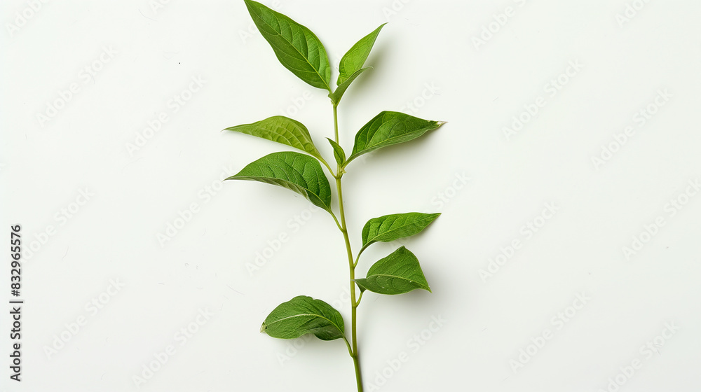 Obraz premium plant or leaves isolated on white