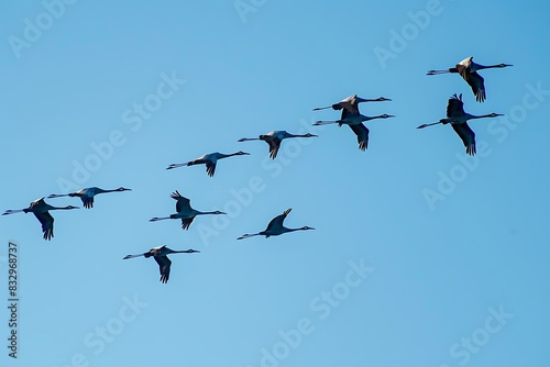 A formation of Common cranes flying in a perfect V-formation across a clear blue sky. Depict the synchronized flight pattern and the vastness of the sky with a high degree of realism. © crescent
