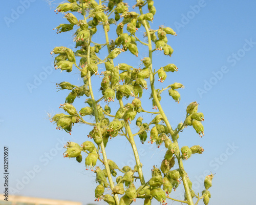 Heuchera richardsonii, also known as Prairie Alumroot, is a Native Prairie Plant of North America photo