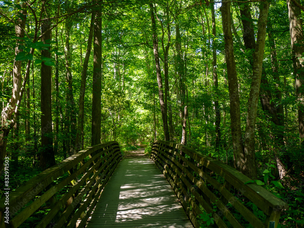 Path in the forest, First Landing State Park, Virginia Beach, VA Path in the forest, First Landing State Park, Virginia Beach, VA