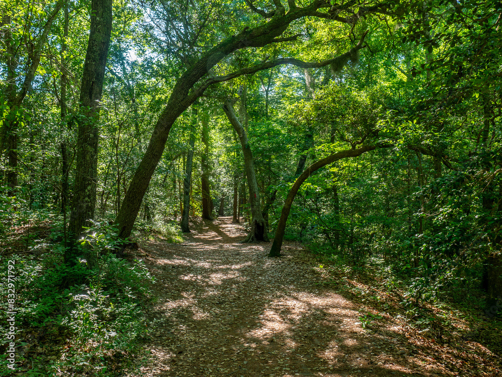 Naklejka premium Path in the forest, First Landing State Park, Virginia Beach, VA