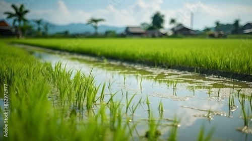 Rice field Organic farming of nature.