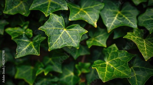 Ivy hedera hibernica is a perennial plant that stays green all year