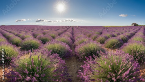 Sunlit Lavender Field in Full Bloom