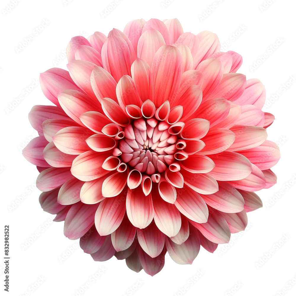 Fototapeta premium pink dahlia flower isolated