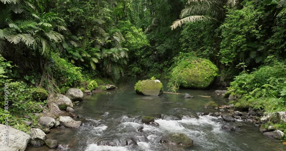 River in tropical green rainforest, 4K Aerial drone top view shot River in tropical green rainforest, 4K Aerial drone top view shot
