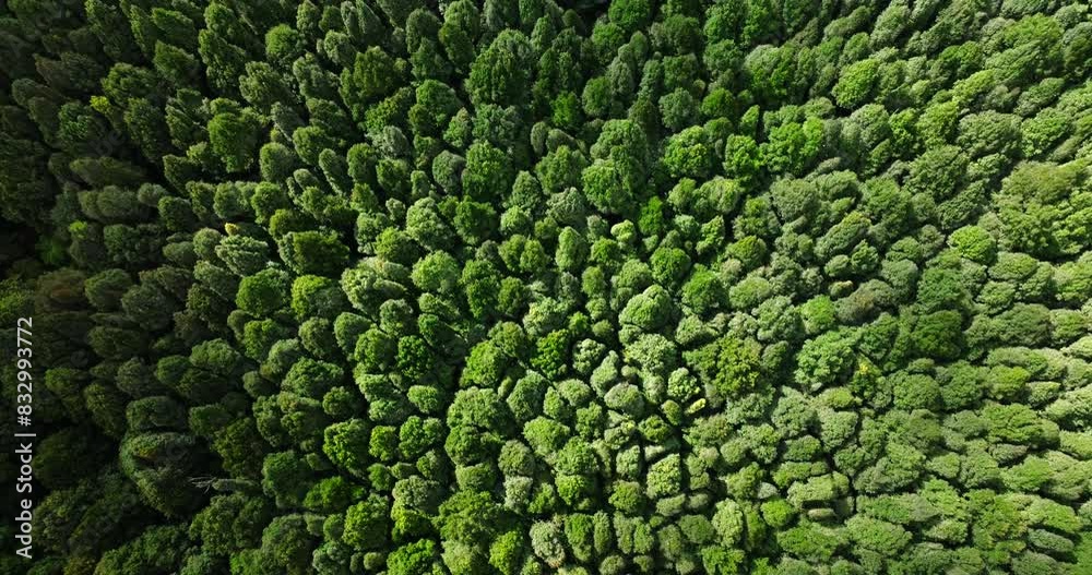 Aerial view of a lush green forest with dense trees and vegetation Aerial view of a lush green forest with dense trees and vegetation