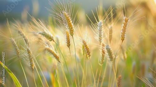 A lovely macro image capturing blooming wild grains in the nearby natural sanctuary photo