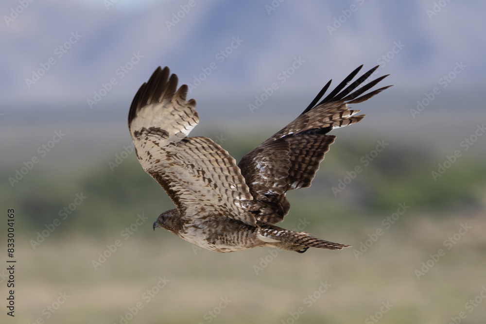 Fototapeta premium Red-Tailed Hawk Flying In Desert