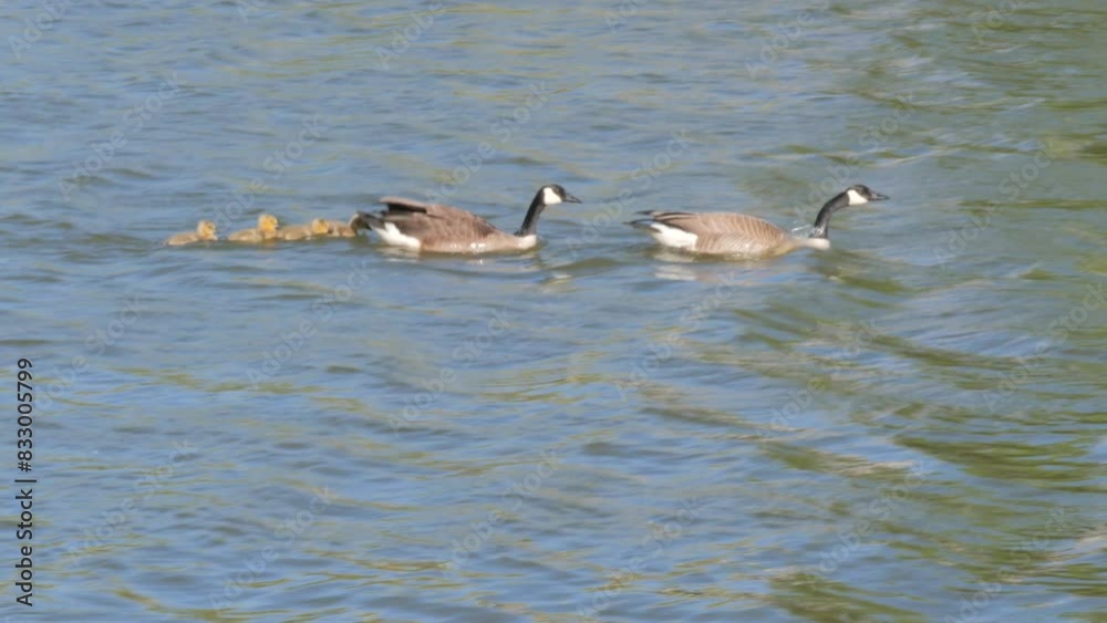 Canada Geese and Goslings Swimming in Pond Lake Water on Windy Day