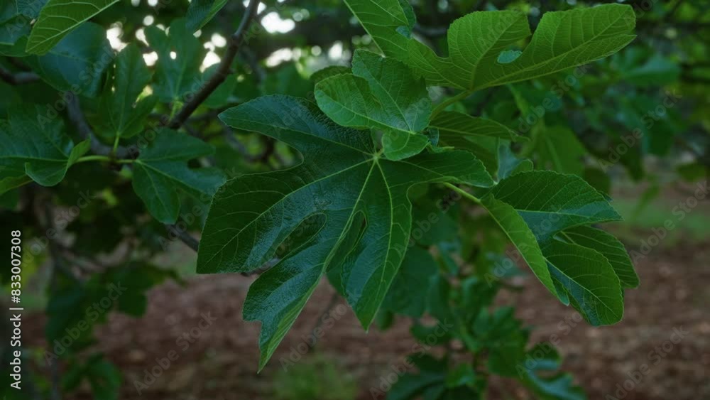 Close-up of lush fig tree leaves outdoors in a garden in puglia, italy during daytime under natural light conditions. Close-up of lush fig tree leaves outdoors in a garden in puglia, italy during daytime under natural light conditions.