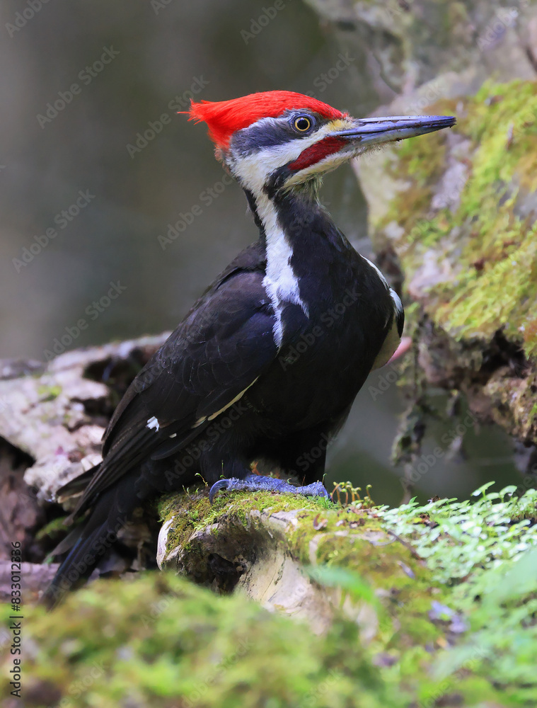 Fototapeta premium Pileated woodpecker portrait sitting on a tree trunk into the forest with green foreground, Quebec, Canada