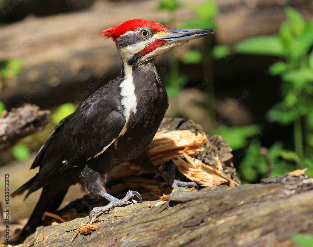 Fototapeta premium Pileated woodpecker portrait sitting on a tree trunk into the forest with green foreground, Quebec, Canada