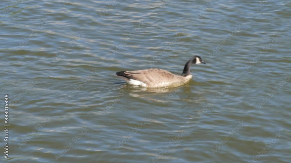 Close Up of Goose Swimming Alone in Pond Lake Water Close Up of Goose Swimming Alone in Pond Lake Water